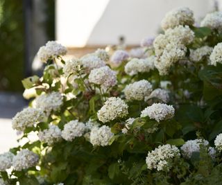 Annabelle hydrangea planted in shade