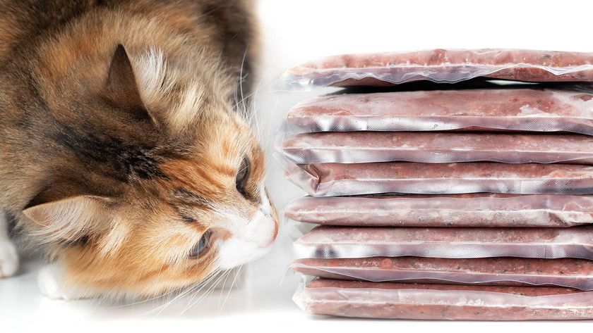 Cat sniffing packages of raw cat food