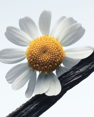 A still life of a daisy