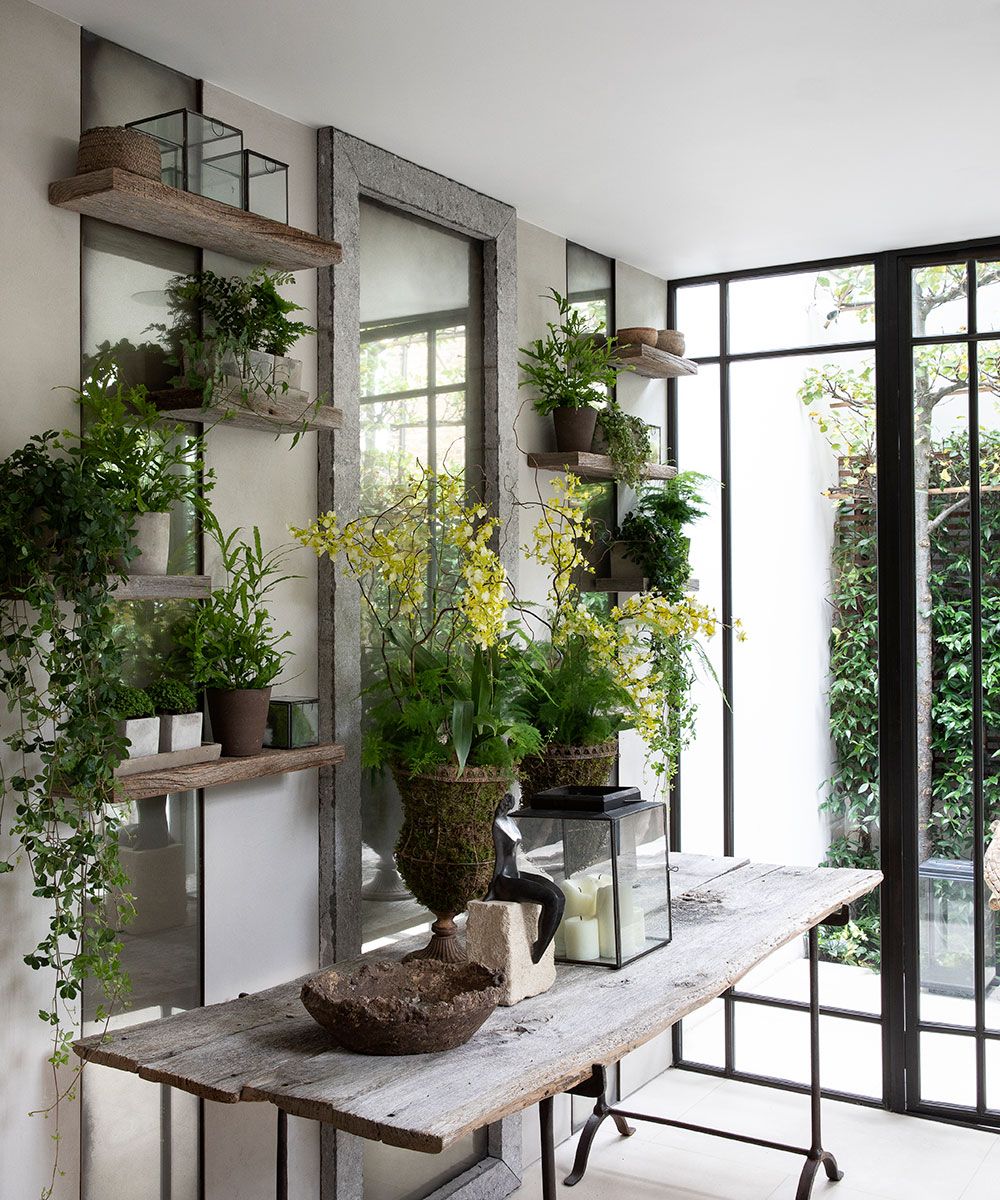 the-top-10-house-plants-that-have-become-integral-to-modern-interior