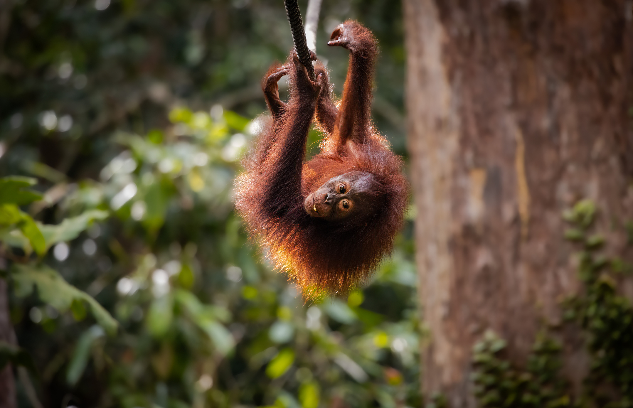 A young orangutan delights in a moment of play on the wooden feeding platform at the Sepilok Orangutan Rehabilitation Centre in Sabah, Malaysian Borneo.
