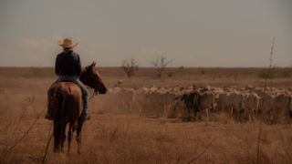 A shot from Netflix drama "Territory" showing a horseback rider herding cattle from behind