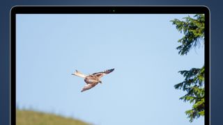 A photo of a flying bird on a laptop screen