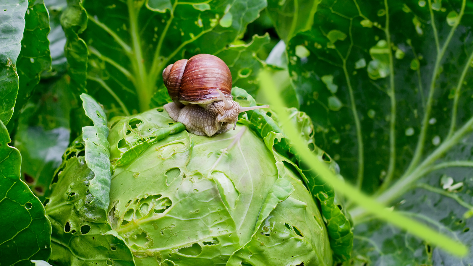 A snail eating a cabbage