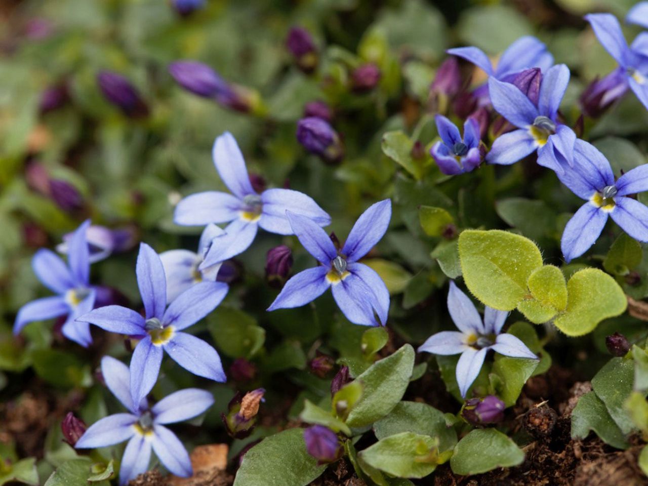 Blue Star Creeper Plant