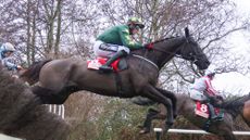 The Gavin Cromwell-trained Stumptown is one of our experts' tips for day 2 of the Cheltenham Festival.