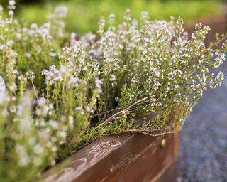 Flowering thyme growing in wooden planter