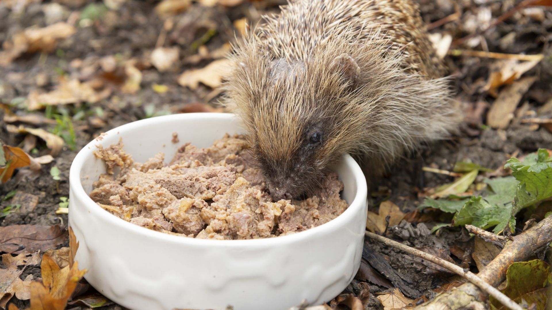 picture of wild hedgehog eating dog food in garden