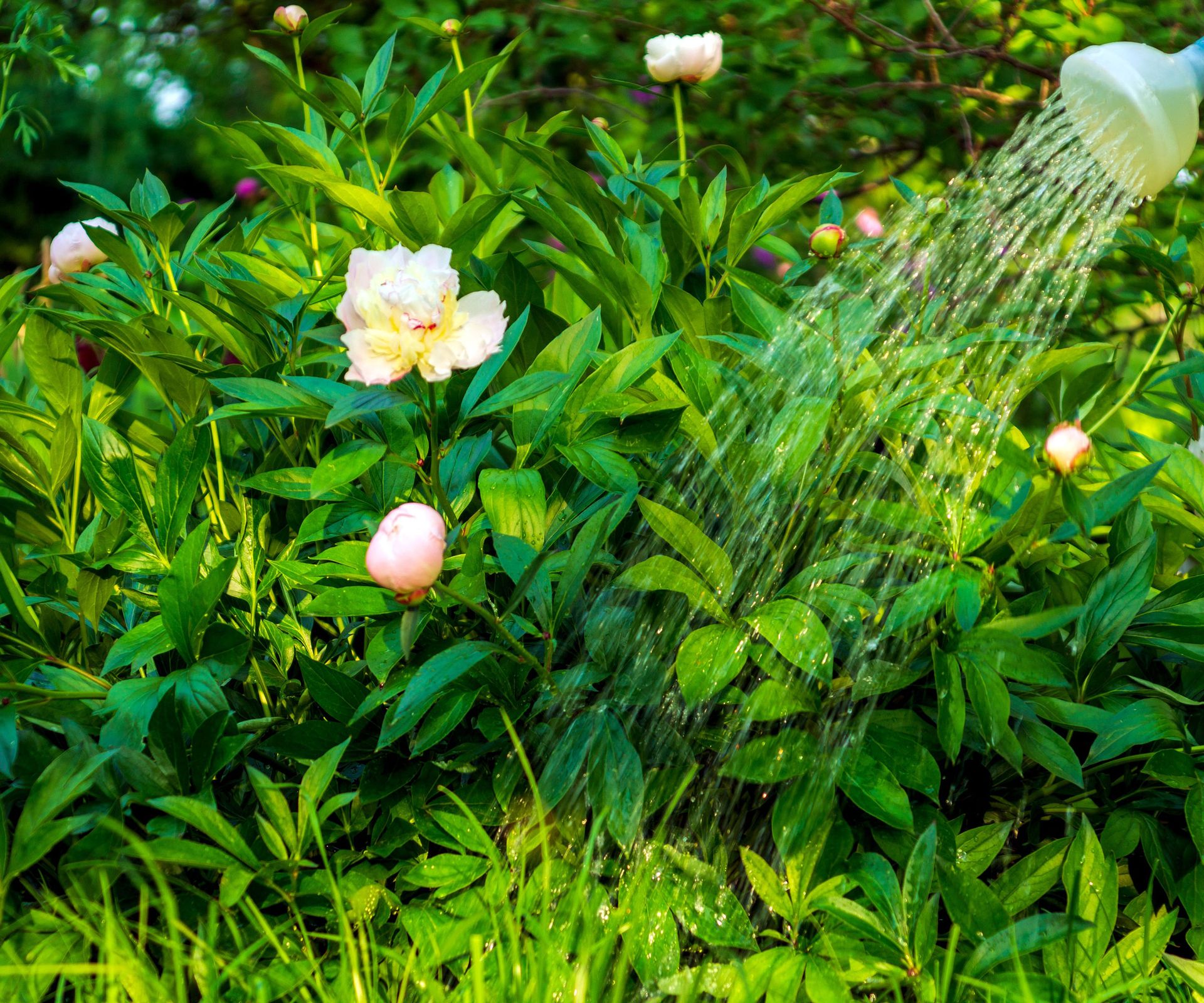 peony plants with pinky white flowers being watered