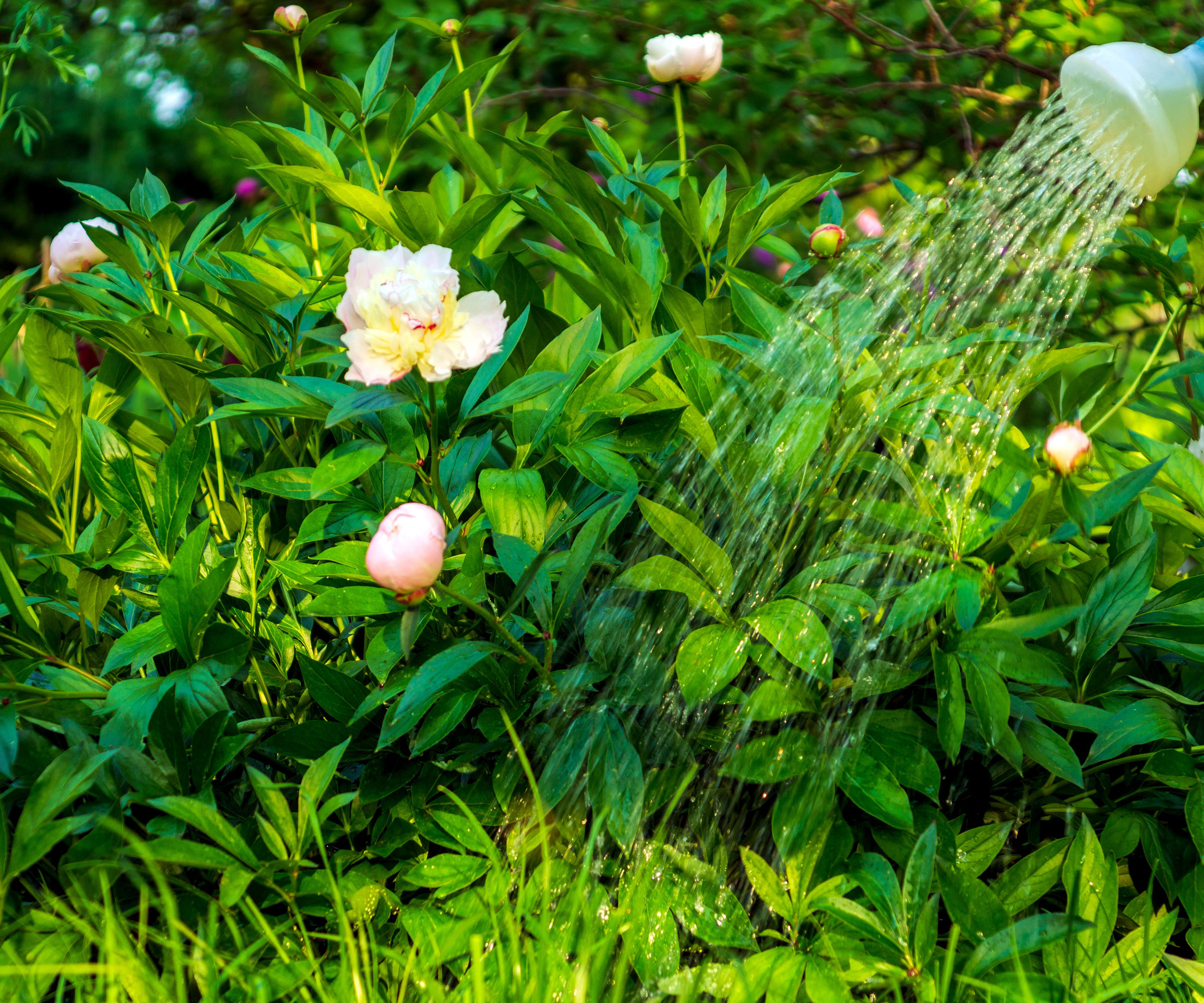 peony plants with pinky white flowers being watered