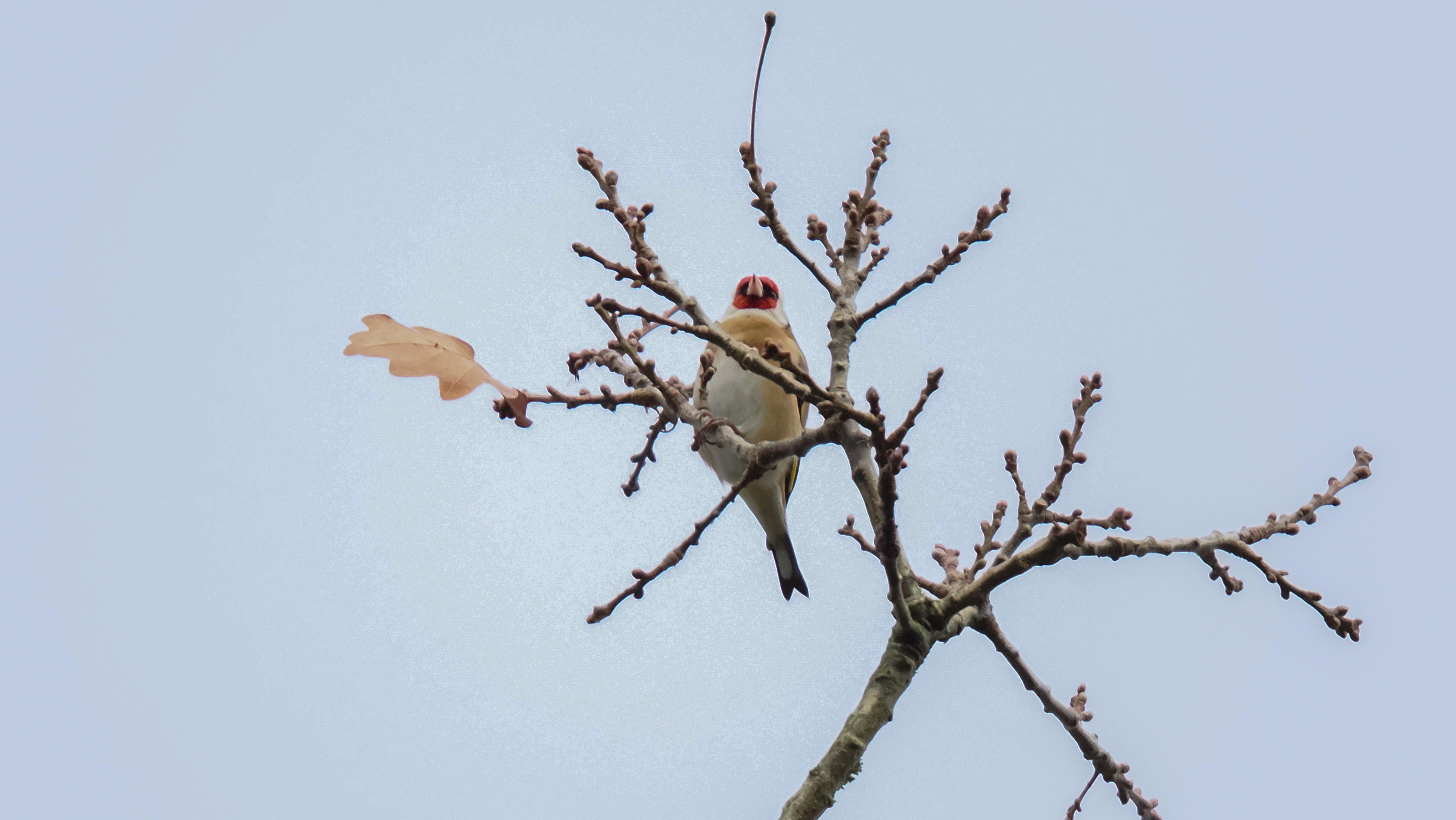 A wildlife photo taken on an OM System OM-1 Mark II mirrorless Micro Four Thirds camera