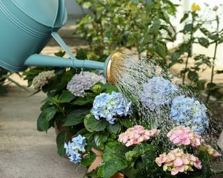 Blue and pink hydrangeas in flower bed being watered by blue watering can