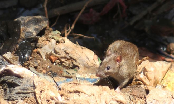 A rat in Madagascar&amp;#039;s capital, Antananarivo