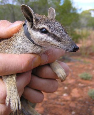 A numbat collared and ready for release.