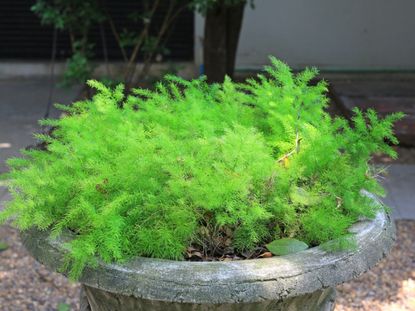 Asparagus Fern Care: How To Grow Asparagus Ferns