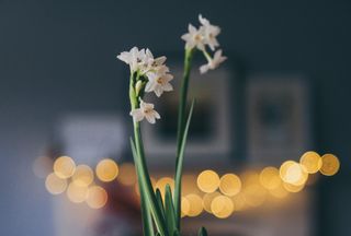 Paperwhite Narcissus flowering in Winter indoors