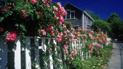 white wooden garden fence covered in pink summer roses