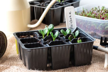 Newly Sprouted Artichoke Plants Growing in Containers