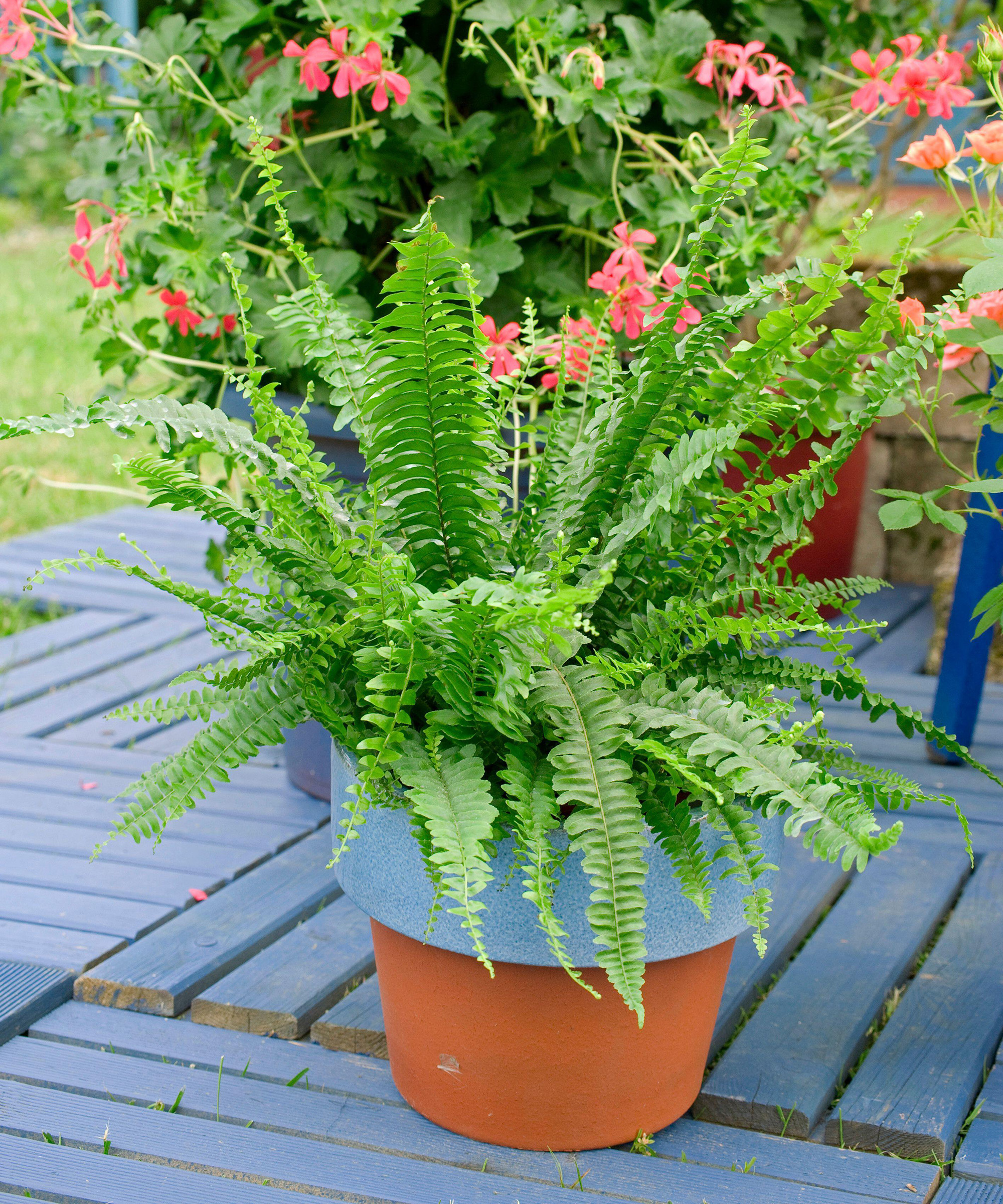 Boston fern care and growing guide expert tips to master Gardeningetc
