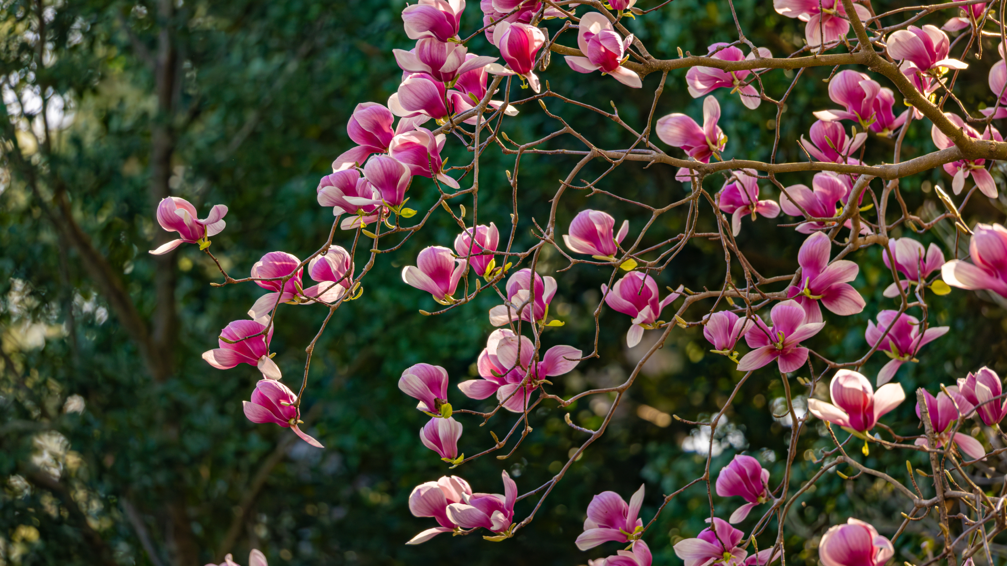 magnolia tree in bloom