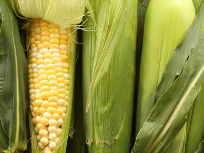 Sweet Corn Stalks