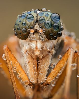A handheld focus stacked photo of a fly, comprised of twenty photographs