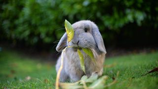 Bunny in a garden eating leaves and branches