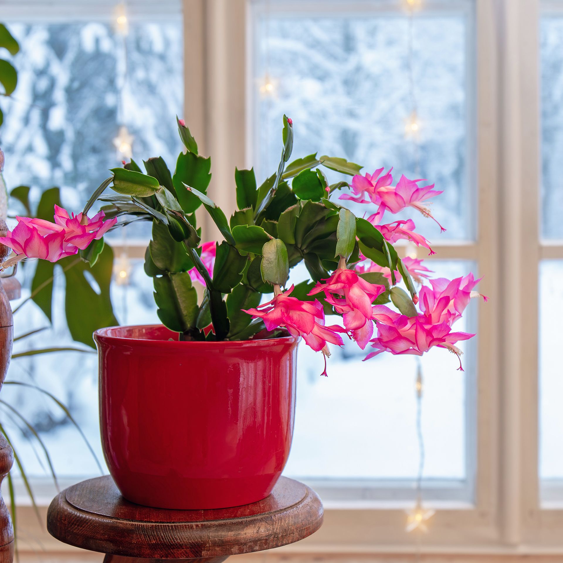 Holiday cactus on windowsill with snow and Christmas lights in the background