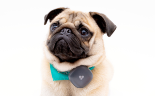 Findster Duo+ is a great activity monitor for cats and dogs