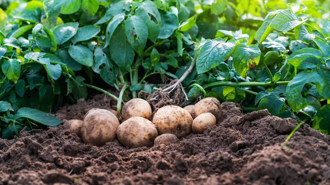 Freshly harvested potatoes sit atop dirt with vines behind