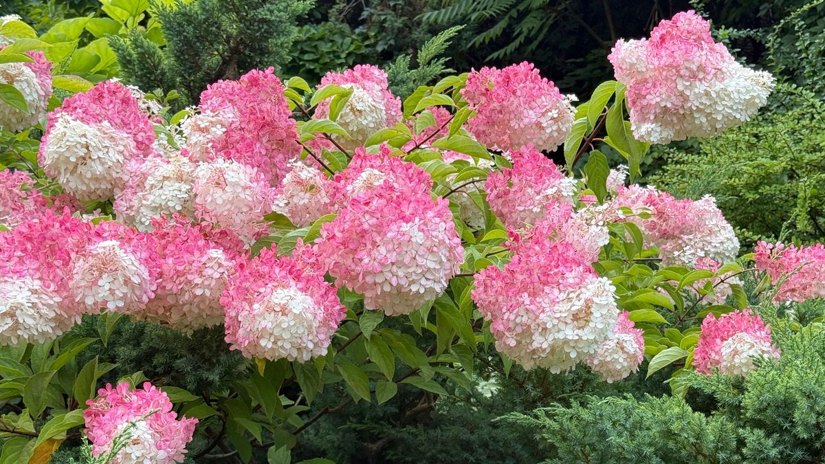 Is Your Hydrangea a Lazy Bloomer? 6 Easy September Fixes to Unlock a Gorgeous Comeback Next Year
