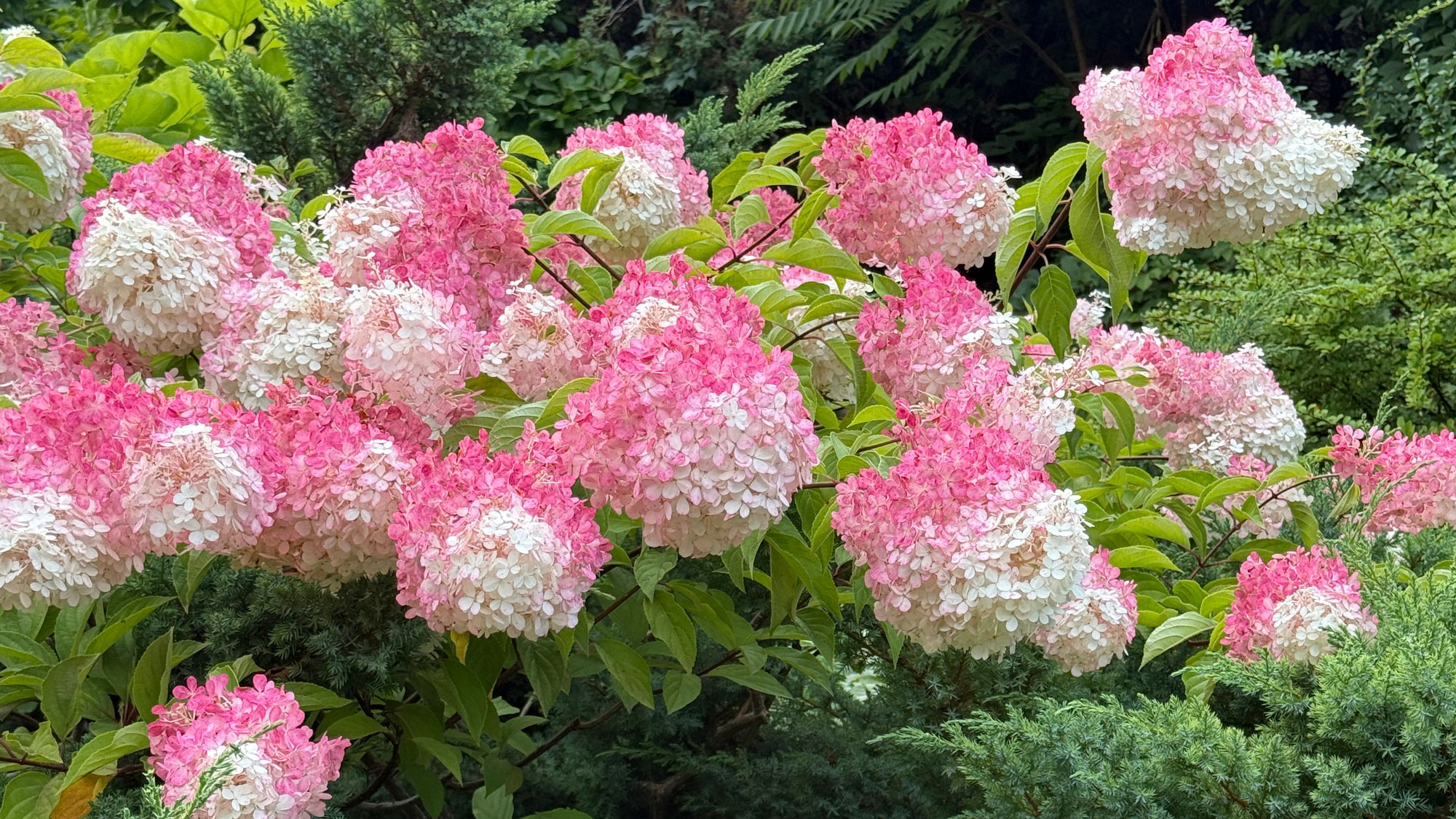 panicle hydrangea filled with pink and white flower heads