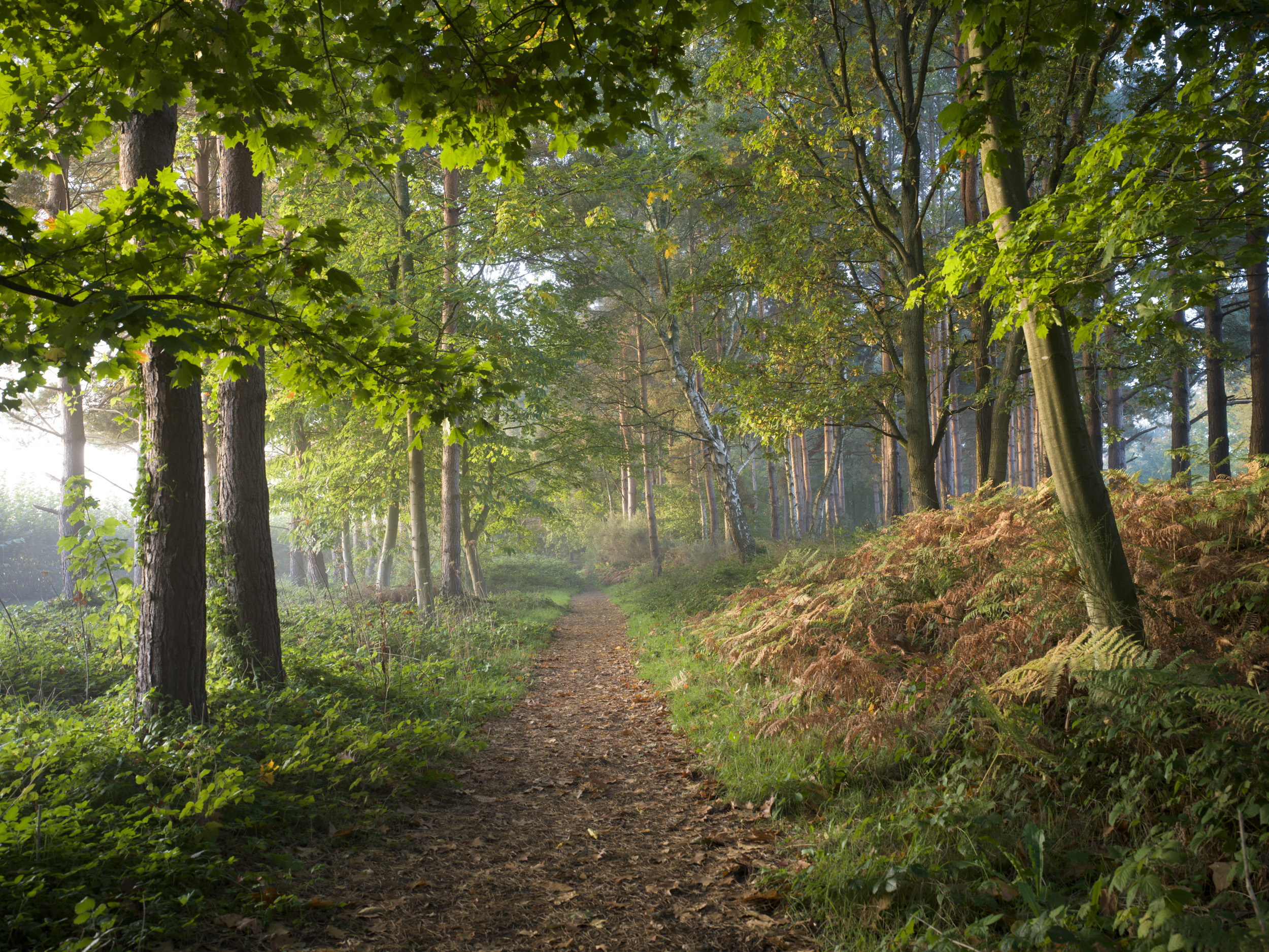 Sample image taken with the Hasselblad X2D 100C of a forest in morning light