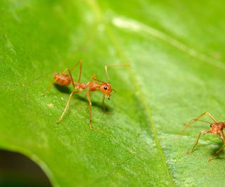 A close up of two red ants on a green leaf