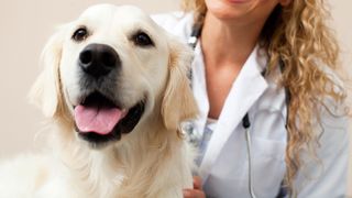 Melatonin in dogs