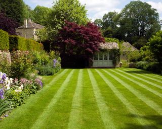large garden with striped lawn, border and rich red shrub