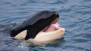 Head of killer whale (Orcinus orca) opening mouth in blue water.