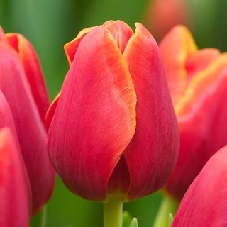 Garden State Pink tulip Bulbs 