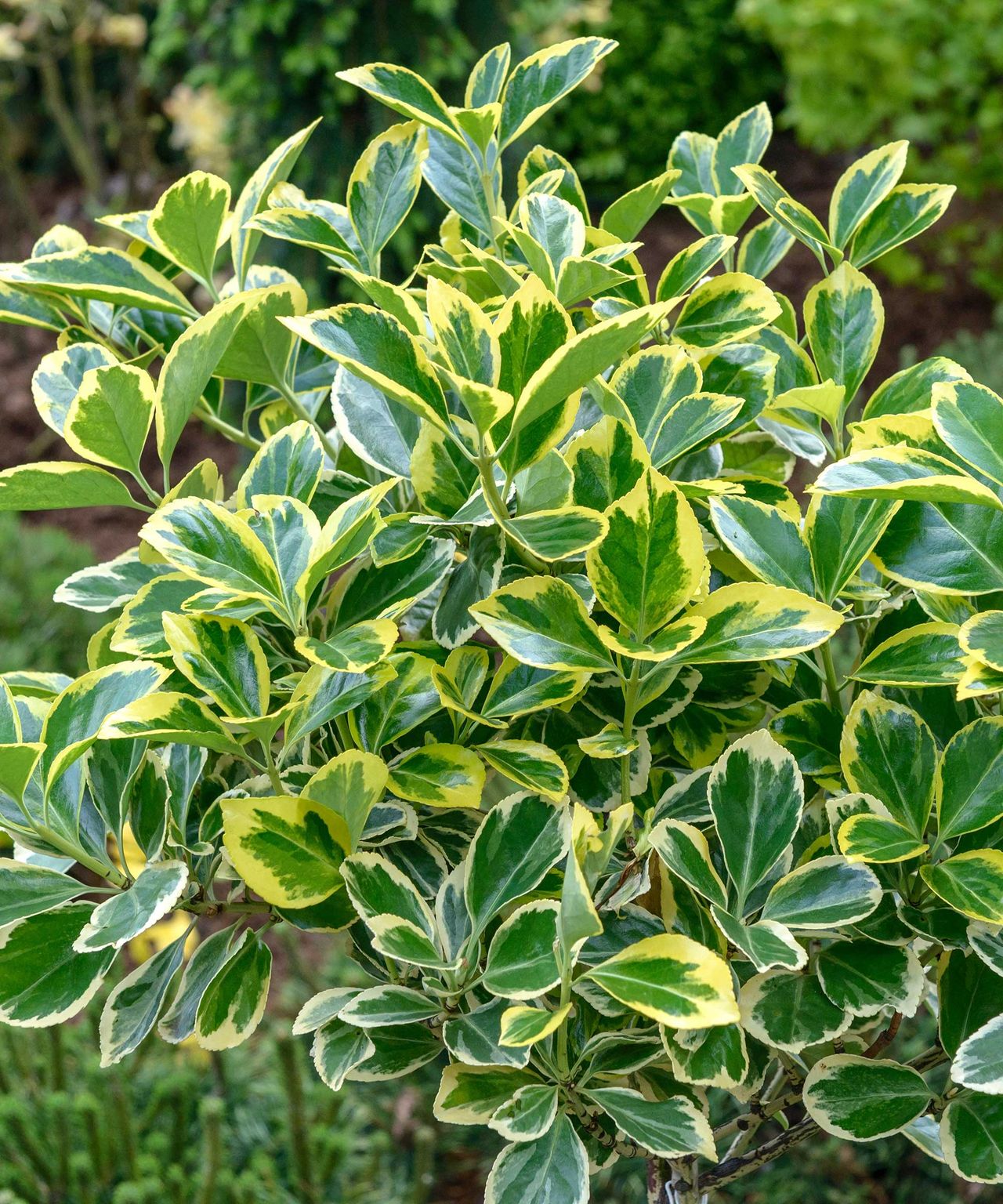 Euonymus care and growing guide: expert tips | Gardeningetc