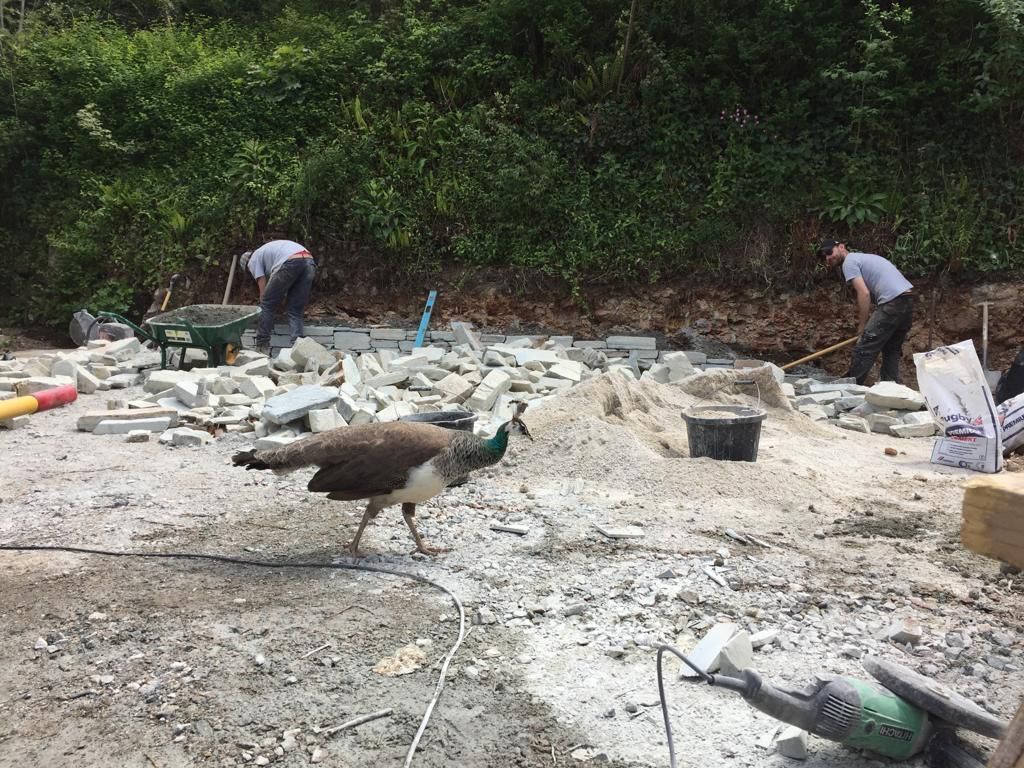 A peacock walking on a construction site as two men build a wall