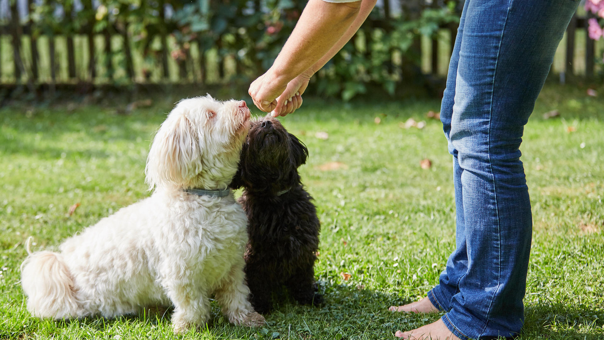 Woman training two dogs