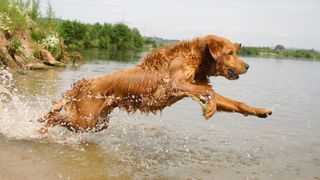 golden retriever gundog running into lake