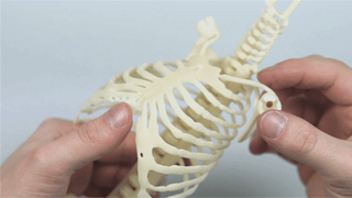 A 3D-printed ribcage, part of the new manikin.