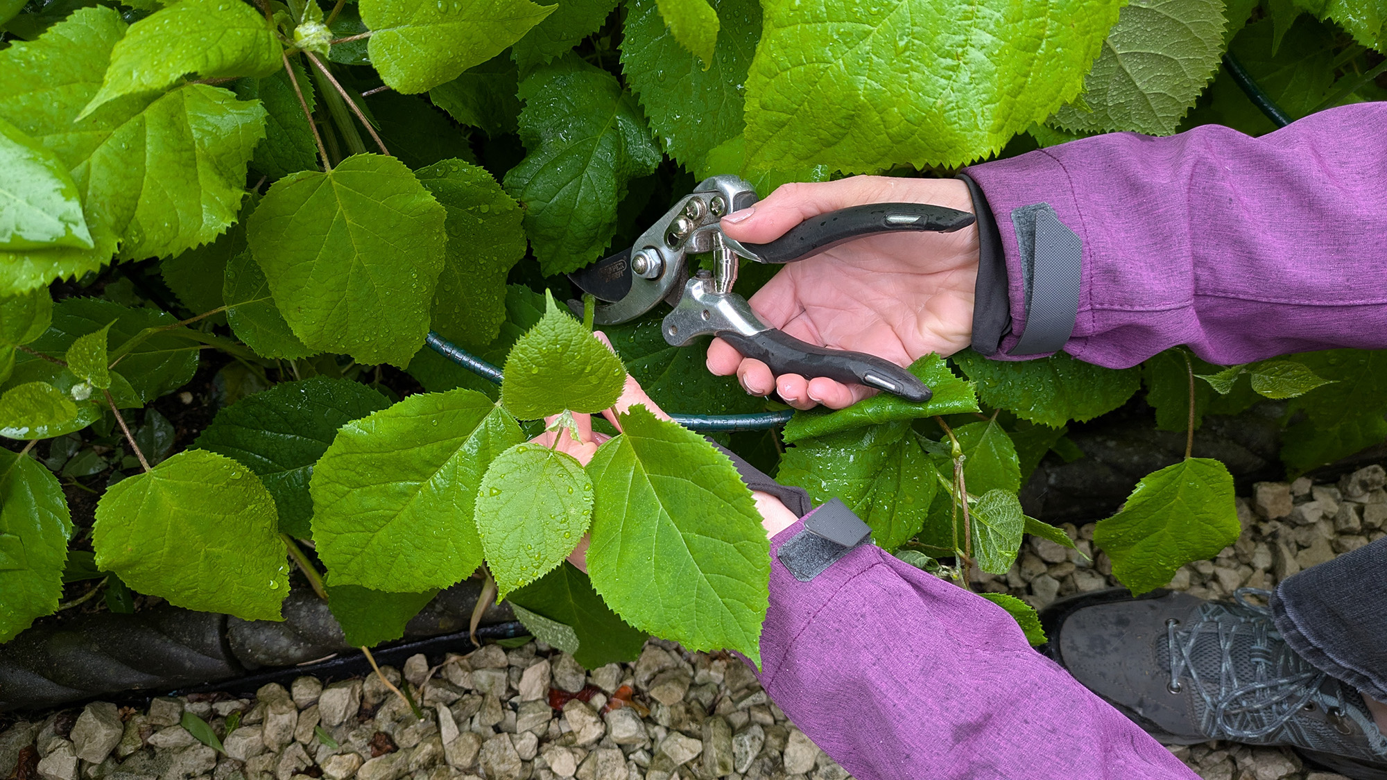 Hydrangea cutting