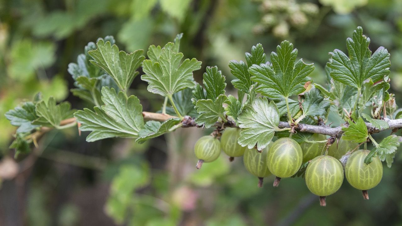 Gooseberry fruits on a branch of a bush