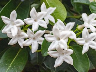 stephanotis plant with white flowers and glossy dark green leaves