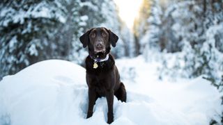 Dog outdoors in the snow