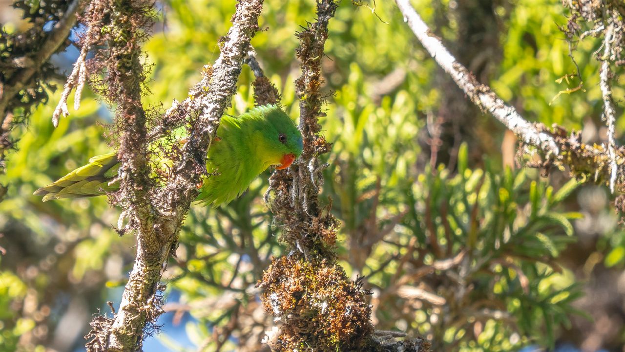 Blue-fronted lorikeet.