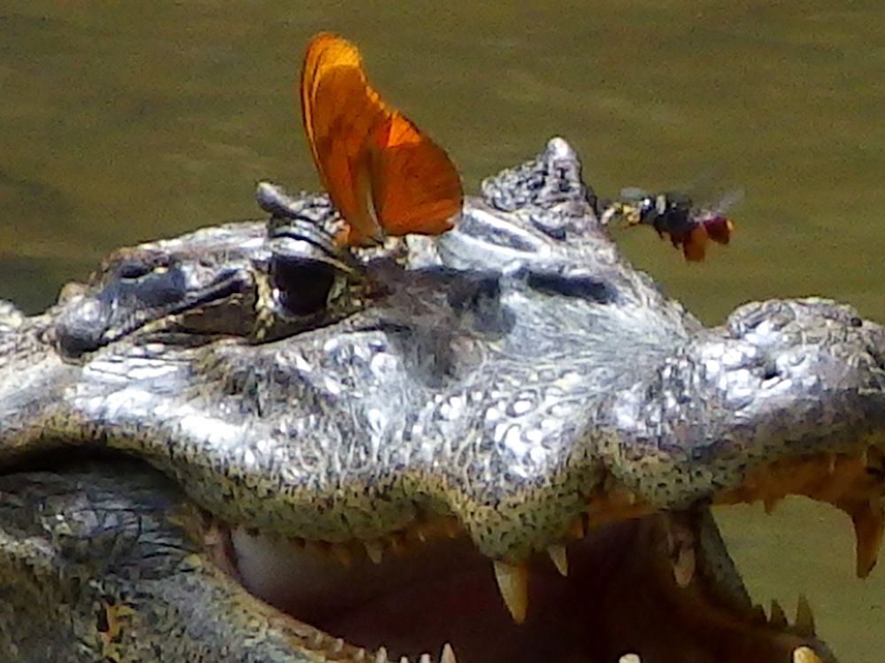 bee and butterfly drinking tears