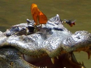 bee and butterfly drinking tears